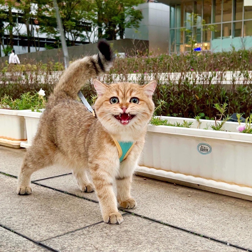 貓咪總愛半夜叫人起床！難道真的是「夜貓」？真相與你想得大不同！