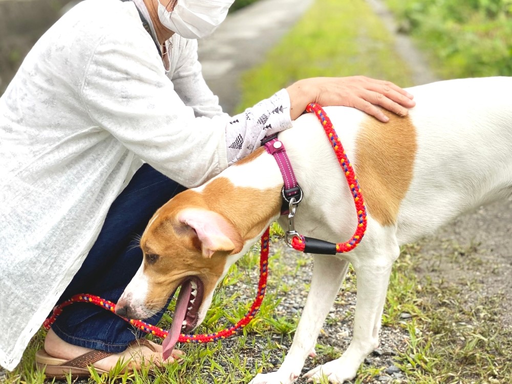 狗狗噎到別慌張！教你3招判斷SOP 和 2大緊急自救法！