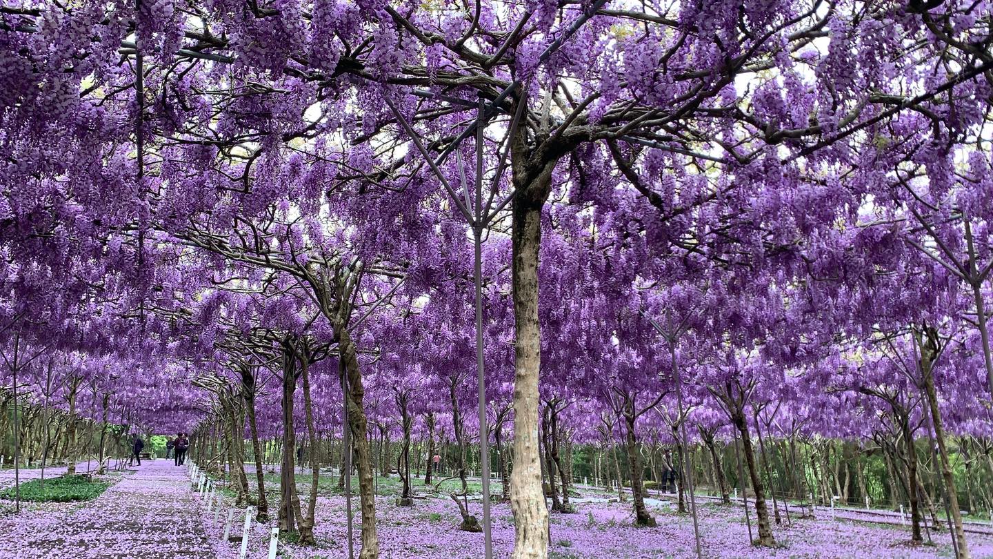 2024 賞花景點：台灣也有《鬼滅》紫藤花場景！全台 3 大最美紫色花海限時來襲
