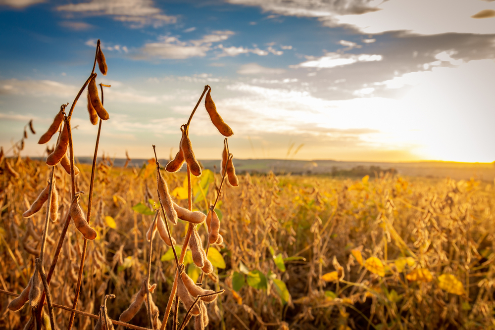 餐桌上的黃金傳奇:基改與非基改黃豆有何不同?本土黃豆是低碳排、優質蛋白的首選嗎?