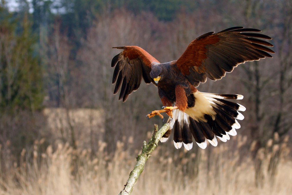 台灣竟然能夠養老鷹！？可合法飼養的5大猛禽入門懶人包